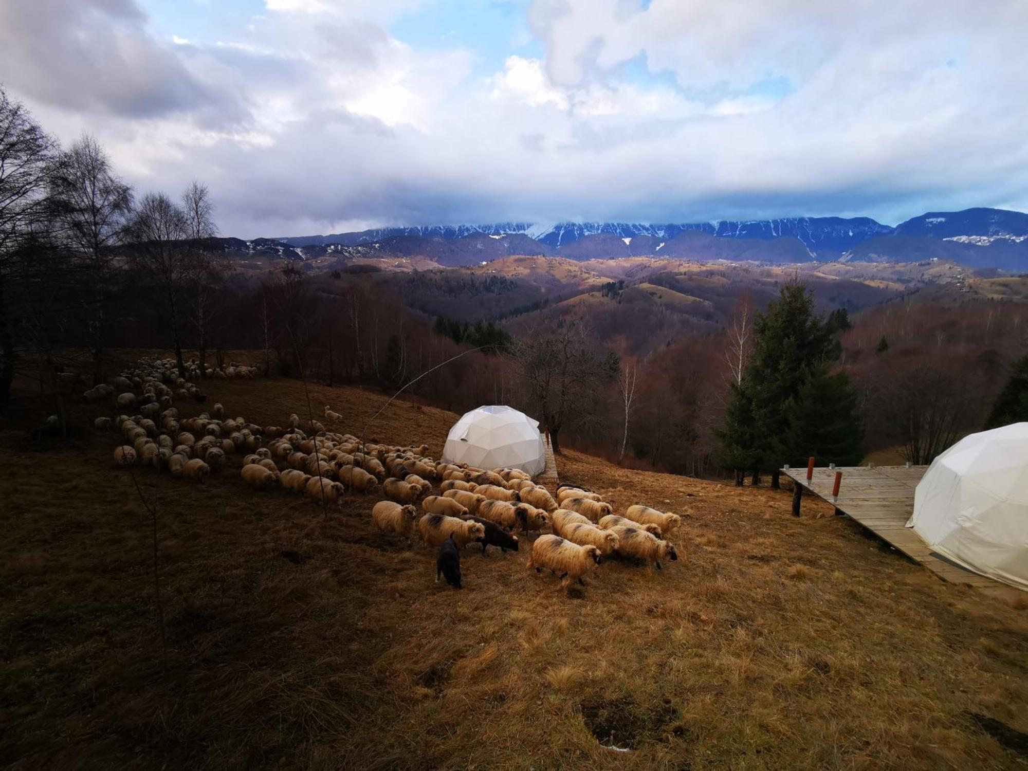 Glamping Zazen Otel Drumu Carului Dış mekan fotoğraf