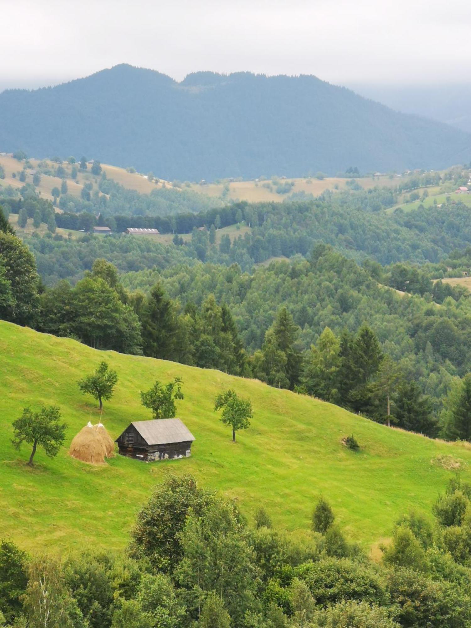 Glamping Zazen Otel Drumu Carului Dış mekan fotoğraf