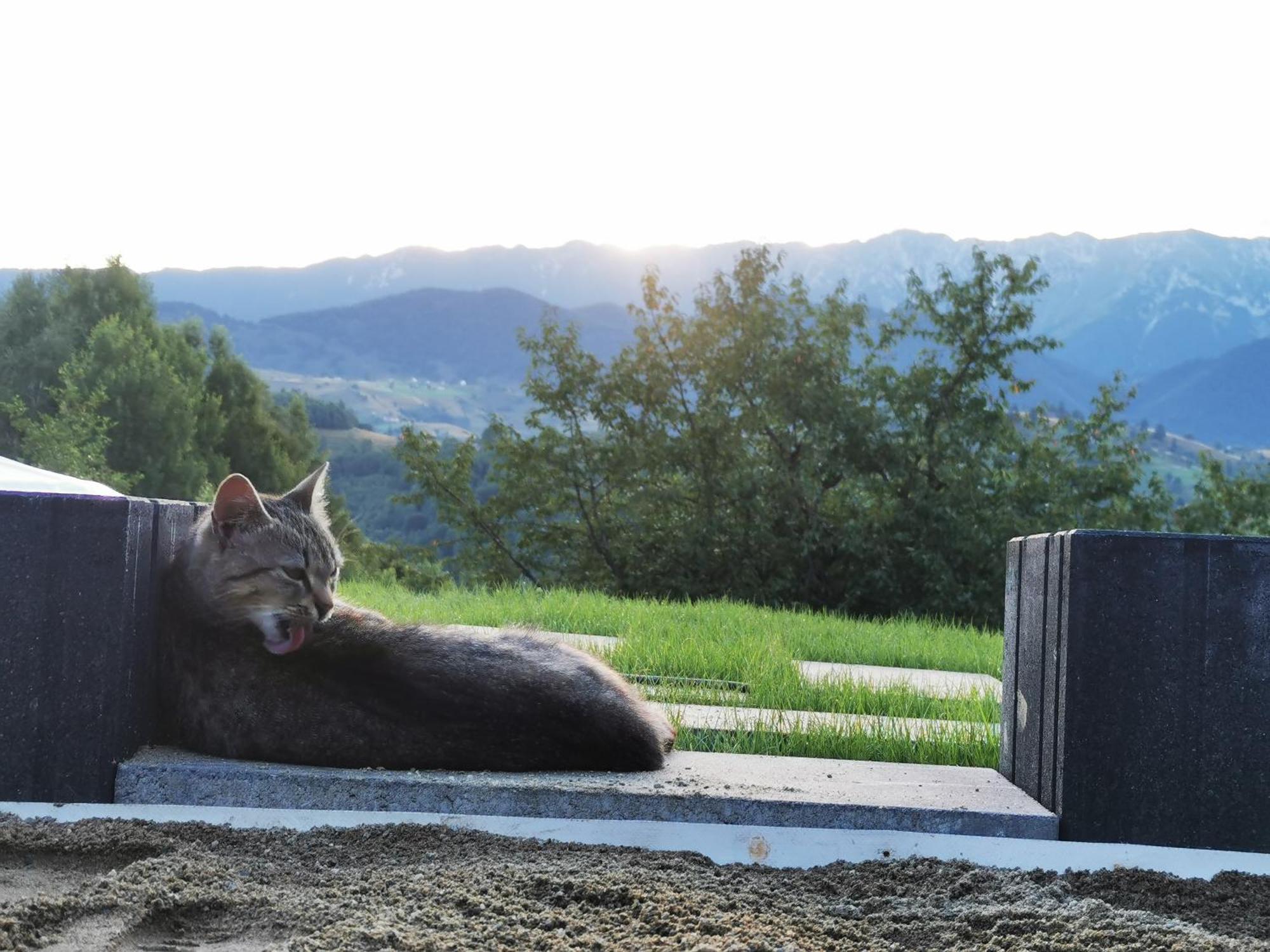 Glamping Zazen Otel Drumu Carului Dış mekan fotoğraf